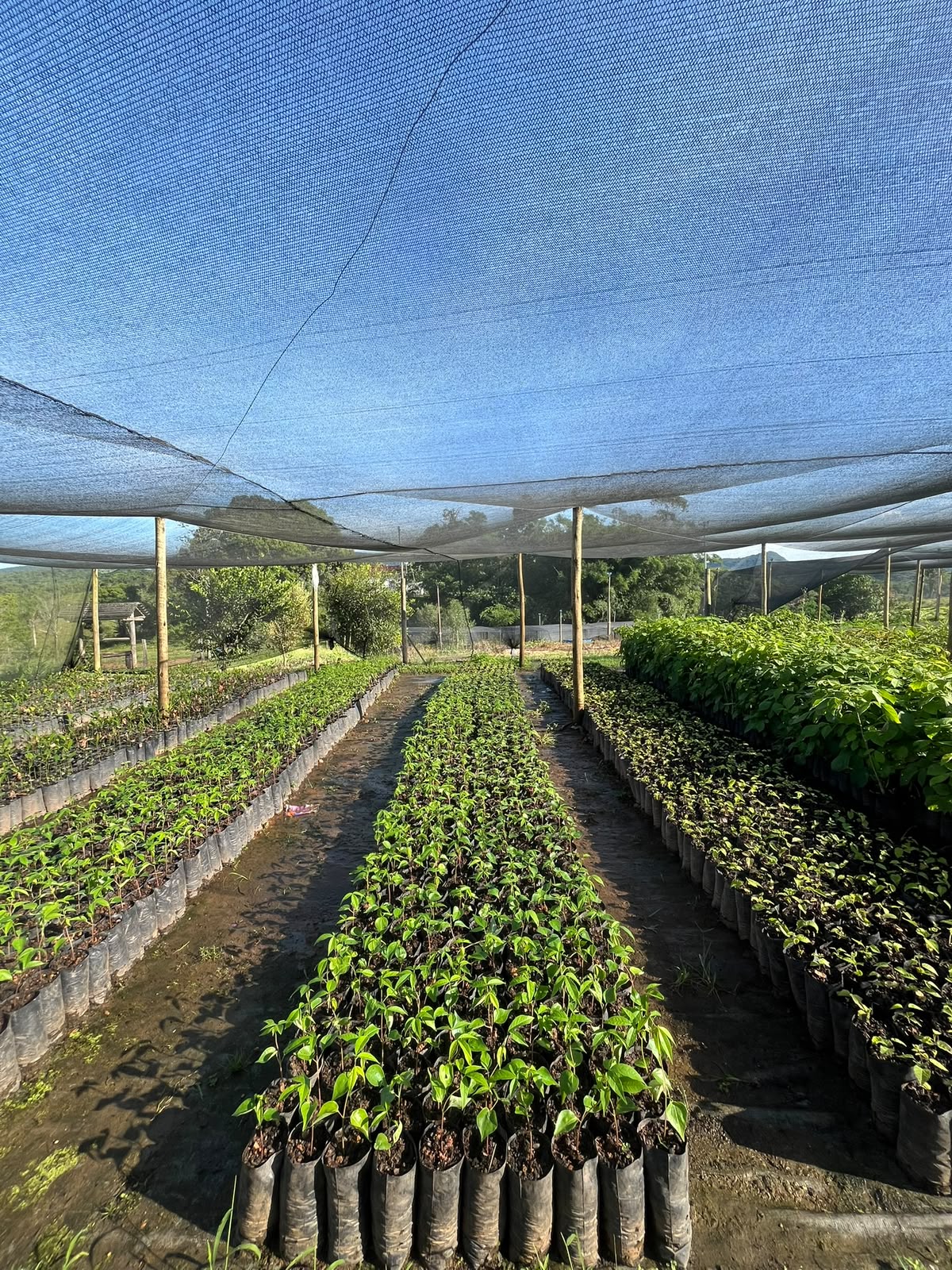 Corredor de mudas nativas sob sombrite em viveiro